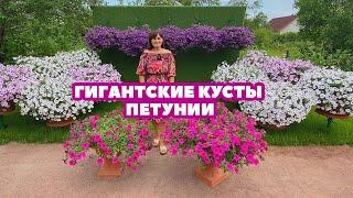 ГИГАНТСКИЕ КУСТЫ ПЕТУНИИ