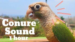 green conure sound 1 hour, green cheek conure parrot bird shout loudly in the morning