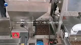 Automatic Nursery Seeding Machine | Nursery Sowing Machine | Vegetable Seeding Machine #seedlings