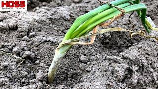 Has Anyone Ever Seen These!? - GUINEA NEST ONIONS?