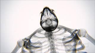 X-ray Body in Motion - Yoga by Hybrid Medical Animation