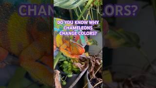 Why chameleons change colors