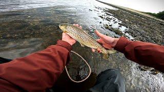 The Sea Trout Are Jumping Everywhere!!