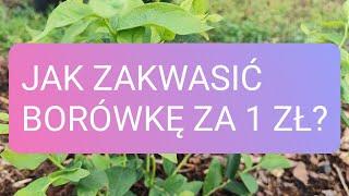 Jak zakwasić borówki za 1 zł?🫐