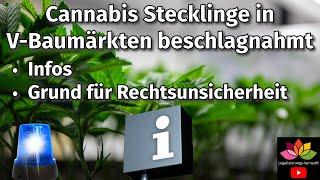 Cannabis Stecklinge in V-Baumärkten beschlagnahmt / Grundlage Rechtsstreit in Begründung CanG / Info