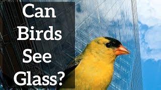 Can Birds See Glass?