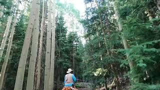 Horseback trail ride up V mountain in the San Juan Wilderness of Colorado