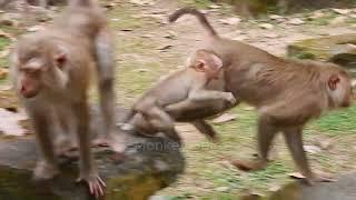 Mom don't leave me alone! Cute baby monkey try run follow mom for ask milk