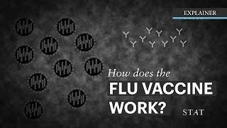 How Does the flu Vaccine Work?