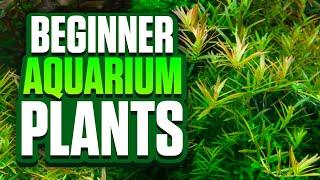 9 Easy Aquarium Plants For Beginners! (Perfect For Planted Tank Setups)