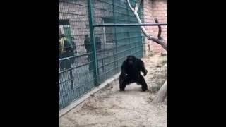 chimpanze zoo gangster swag #funny #shorts #youtubeshorts #viralshorts #viral