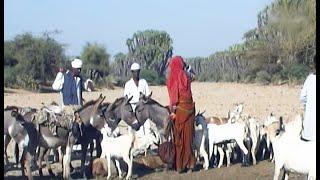 Kerenian - Eritrean Folk Music by Saed Abdalla