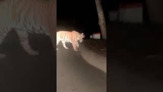 Dominant male tiger in chitrakoot range 