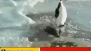 Прикольный пингвин 