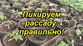 Как правильно пикировать томаты - все тонкости и нюансы! Когда и как нужно пикировать рассаду.