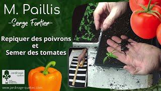 SEMIS DE TOMATES ET REPIQUAGE DES POIVRONS - SERGE FORTIER