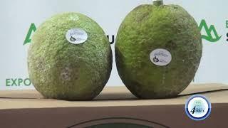 EXPORT ST.LUCIA BRANDS BREADFRUIT TO BOOST PRESENCE ON GLOBAL MARKET