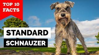 Standard Schnauzer - Top 10 Facts