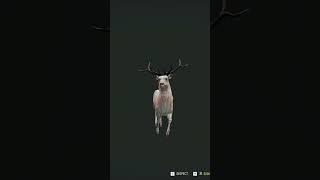 *NO WAY* Albino Bull Elk on Layton Lakes | Hypifed | theHunter : call of the wild