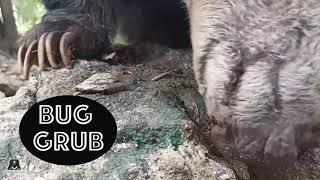 Sloth Bear Dhoni Enjoys His Bug Grub!