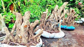 REVIEW HARGA BAHAN BONSAI FICUS KIMENG JUMBO LUMAJANG