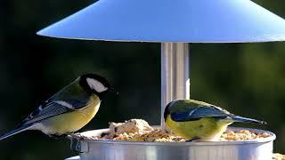 Love Birds & Honey Bees Documentary