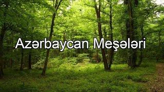 Azərbaycan Meşələri Bütün rayonlar Azerbaijan forest Dağ Meşələri Düzən Tuqay Meşələri