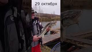 Ловля осетра 29 октября в платном водоеме "Клевая рыбалка в Ледово"