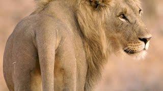 Five Young Lion Brothers Mate with One Lioness