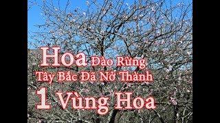 A KỶ MCC - Đồi rừng nở HOA ĐÀO Tây Bắc Giữa vùng cao tuyệt vời