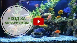 Мутная вода в аквариуме?  Эксперт hitsadTV поможет