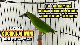 PERAWATAN CUCAK IJO MINI BAHAN CEPAT JINAK & RAJIN BUNYI !!! 