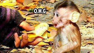 Very Lovely Face Alba Make Big Surprise Face To See Big Banana |Alba Get Most Beautiful Baby Monkey