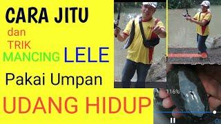 CARA JITU DAN TRIK MANCING LELE PAKAI UMPAN UDANG HIDUP