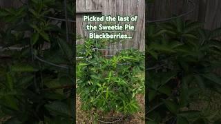 My favorite blackberry is... Halle Berry.  Sweetie Pie is a close 2nd.  #garden #blackberries