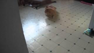 kitty baseball