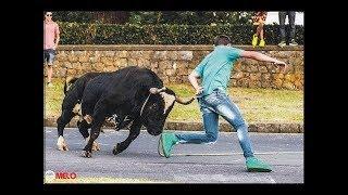Bull fighting festival Portugal 2018