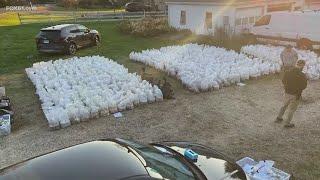 Massive drug bust finds $8.5 million worth of illegal mushrooms in Burlington home