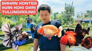 GREBEK PETANI KOKI TULUNGAGUNG - BAHAN KONTES