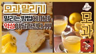 약성 좋은 모과 말리기 모과차 보약으로 만드는법 #making quince tea