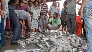 প্রচুর ইলিশ উঠলো দীঘায়  Today Digha Mohana Marine Fish Auction Centre  Live 