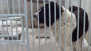 Owczarek Środkowoazjatycki - Hodowla AZJATEX prezentuje jakie jest zapotrzebowanie psów na pokarm