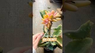 Top Succulent Expert Reveals Best Grafting Techniques