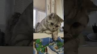 Пенсии поднимутся до 100 тыс. руб. #смехдослез #прикол #cat #юмор #смех #анекдот #смешно #котики