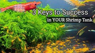 3 Keys to Success in YOUR Shrimp Tank