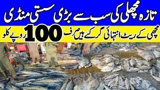 Fish market Karachi 2024 | wholesale Fish Market In Pakistan | Seafood  Wholesale market in Pakistan