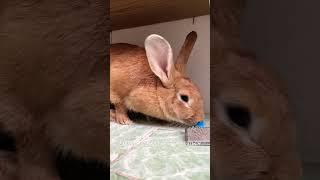 Кролик и расческа. #кролик #rabbit #прикол #животные #юмор #позитив #ушастик