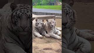 被两只老虎看着怎么感觉后背发凉呢#animal 【跟着图尔去旅行】