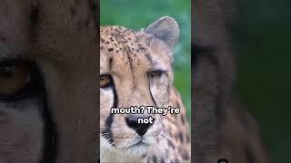 Animal Facts Unleashed | Mindeset Mastery Hub #animals #facts #shorts