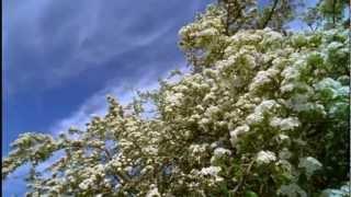 Mike Oldfield - Jungle Gardenia